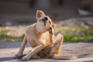 Hundefutter für Allergiker